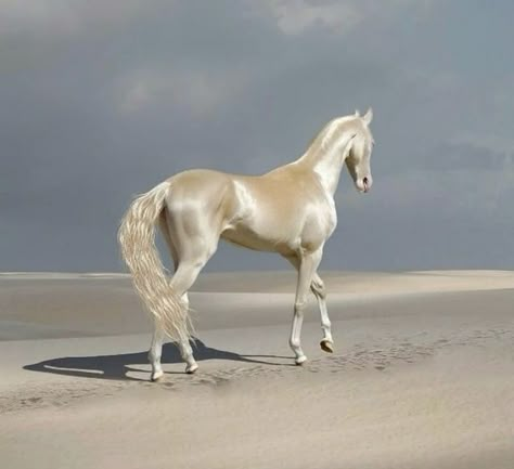 Akhal-teke, Ahal Teke, Akhal Teke Horses, Rare Horses, Golden Horse, Alternative Universe, Akhal Teke, Horse Aesthetic, Most Beautiful Horses