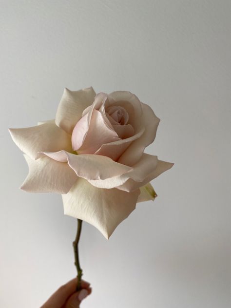 Reflexed Roses, Sahara Roses, Sahara Rose, Rose Reference, Sugar Flowers Tutorial, Wafer Paper Flowers, Blossom Garden, Aesthetic Roses, Rose Stem