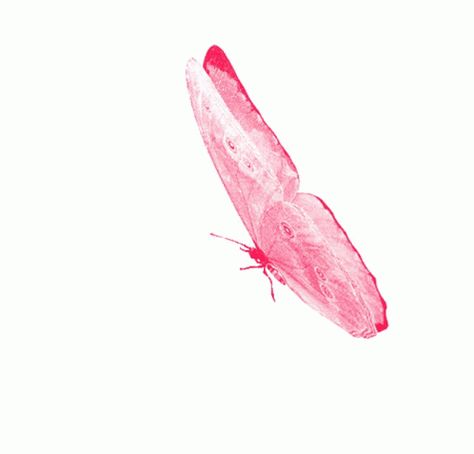 Borboletas Butterfly Sticker – Borboletas Butterfly Beautiful – discover and share GIFs Gif Icons Aesthetic, Butterfly Animation, Fly Gif, Butterfly Gif, Bride Clipart, Cartoon Rose, Butterfly Video, Butterfly Beautiful, Ripped Paper