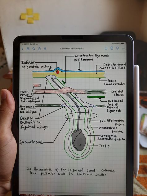 Anatomy Notes Anatomy Notes, Medical School Inspiration, Med Student, Student Organization, School Inspiration, Medical School, Surgery, Anatomy, Medicine