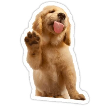 Positive Dog Training, Miniature Schnauzer Puppies, Tumblr Stickers, Dog Training Techniques, Best Dog Training, Aggressive Dog, Golden Retriever Puppy, Retriever Puppy, Sweet Dogs