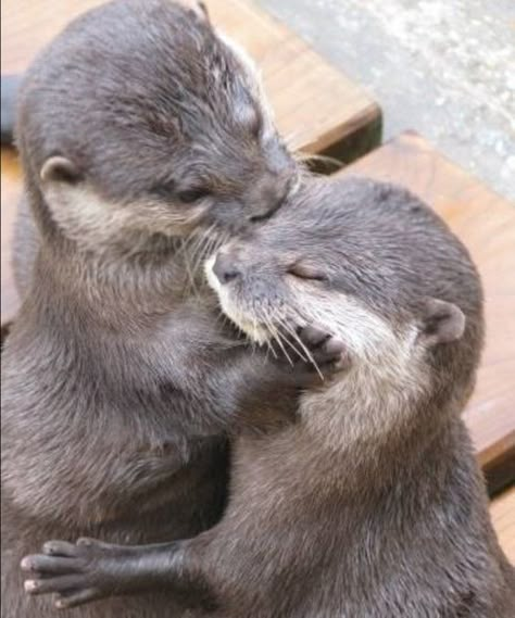 Otters Hugging, Otters Cute, Otter Love, Animals And Nature, Baby Otters, Silly Animals, Cute Wild Animals, Cute Animal Photos, Cute Animal Pictures