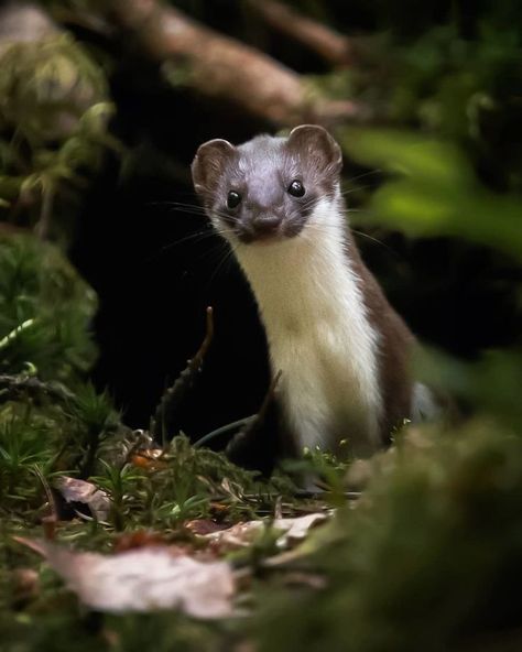 Photographer Exhibits Finland's Forests That Appear To Have Come Straight Out Of A Fairy Story (New Pics) Animal Photography Wildlife, Wildlife Photographer, Sketchbook Ideas, Animal Species, Northern Europe, Forest Fairy, Ideas Aesthetic, Wild Life, Forest Animals