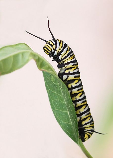 Monarch Butterfly On Milkweed, Monarch Butterfly Caterpillar, Monarch Caterpillar Tattoo, Caterpillar Reference, Catapiller Drawing, Caterpillar Sculpture, Caterpillar Sketch, Caterpillar Aesthetic, Caterpillar Photography