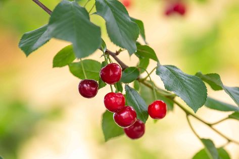 How to Grow and Care a Bing Cherry Tree Planting Cherry Seeds, Cherry Tree From Seed, Growing From Seeds, Prunus Avium, Meyer Lemon Tree, Types Of Shrubs, Flowering Quince, Bing Cherries, Growing Fruit Trees