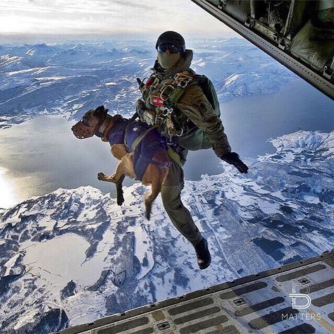 Military dog jumps off plane ✈️ Would you jump ? (by ©Sgt. Manuel J. Martinez, U.S. Air Force) Military Service Dogs, Lode A Dio, Military Working Dogs, Military Special Forces, Military Dogs, Military Soldiers, Special Ops, Military Heroes, Police Dogs