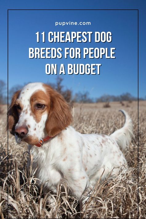 11 Cheapest Dog Breeds For People On A Budget Mix Breed Dogs, Small Dog Breeds Low Maintenance, Cute Small Dog Breeds, Pretty Dog Breeds, No Shed Dog Breeds, Small Mixed Breed Dogs, Lap Dog Breeds, Mini Dogs Breeds, Non Shedding Dog Breeds