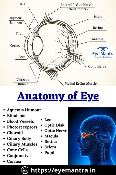 what are the parts of eye | eye parts  | anatomy of eye | anatomy of the eyeball | anatomy of eyelid | anatomy of eye labeled | anatomy of the eye socket | anatomy of eyeglasses  | anatomy of the eye diagram | 
anatomy of eyebrow | anatomy of eye muscles | anatomy of the eye coloring Parts Of The Eye And Functions, Eye Diagram Anatomy, Structure Of Eye, Anatomy Of Eye, Parts Of The Eyes, The Eye Anatomy, Diagram Of The Eye, Eyes Facts, Eyeball Anatomy