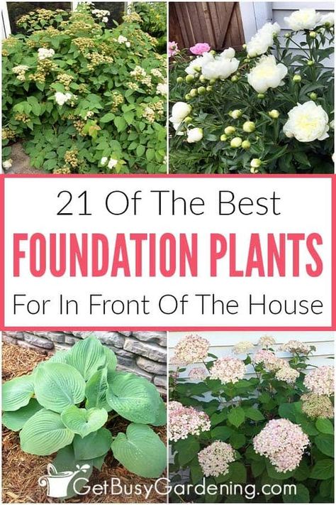 Hearty Plants For Landscaping, Low Sun Plants Outdoor, Front Yard Plants Curb Appeal, Front Garden Plants, Perinneals Full Sun, Plants For North Side Of House, Zone 5 Landscaping Front Yards, Front Yard Shade Landscaping, Southern Flower Beds