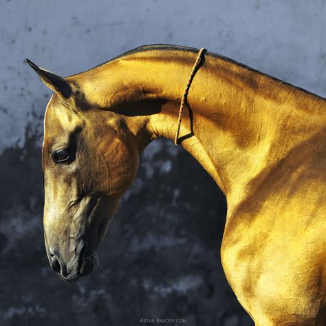 GREYS by Artur Baboev Ahal Teke, Photos Of Horses, Akhal Teke Horses, Golden Horse, Akhal Teke, Most Beautiful Horses, Horse Portrait, Majestic Horse, Horses And Dogs