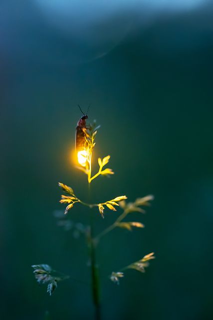 Firefly Photography, Macro Fotografia, Crazy Nature, Lightning Bugs, Quotes Light, Crafts Animals, Chasing Fireflies, Aesthetic Forest, Photography Makeup