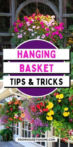 Pergola Hanging Baskets, Hanging Basket Garden, Gardening Tomatoes, Hanging Plants Outdoor, Basket Garden, Hanging Flower Baskets, Plants For Hanging Baskets, Container Gardening Flowers, Gardening Vegetables