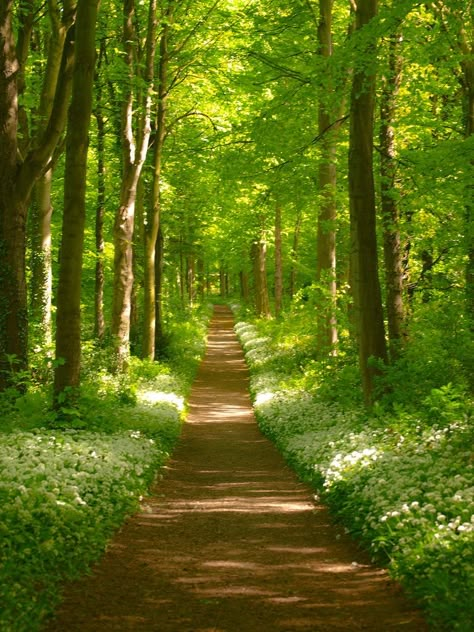 A Path In The Forest, Road Through Forest, Parks And Gardens Photography, Pathway Pictures, Forest With Path, Beautiful Forest Photography, Forest Pathways, Path In Forest, Road In Forest