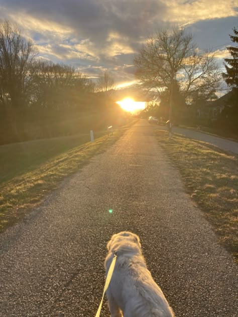 Dog Walk Asthetic, Dog Walking Aesthetic Early Morning, Early Morning Dog Walk, Morning Dog Walk Aesthetic, Dog Walks Aesthetic, Walking Asethic, Walk With Dog Aesthetic, Daily Walks Aesthetic, Mac Wallpaper Collage