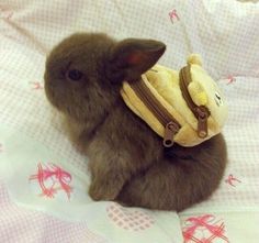 BUNNY WITH A BACKPACK. | 26 Photos So Cute They Will Make You Squeal Every Damn Time Cute Bunny Pictures, Söt Katt, Baby Animals Pictures, Bunny Pictures, Pet Bunny, Baby Animals Funny, 판타지 아트, Cute Animal Photos