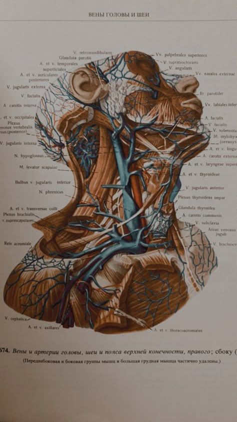 Human Body Diagram Aesthetic, Liver Aesthetic Drawing, The Human Body Aesthetic, Anatomy Poster Aesthetic, Human Anatomy Wallpaper, Human Anatomy Aesthetic, Human Biology Aesthetic, Anatomy Drawing Medical Art, Medical Illustration Art