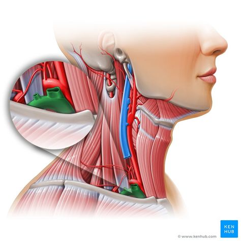 Subclavian vein (Vena subclavia); Image: Paul Kim Subclavian Artery, Paul Kim, Anatomy Study, Medical Illustration, Medical Science, Feeling Stuck, Medical, Science, Medical Illustrations