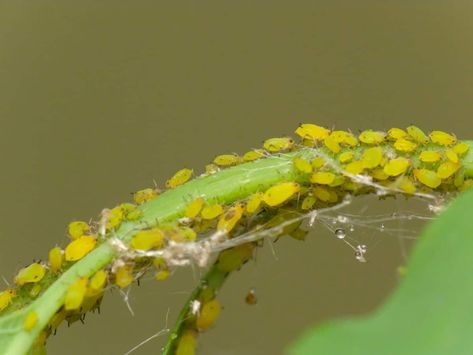 Baking Soda isn't just for baking. You can use it all over your garden to make your flowers bloom brighter and longer, to take care of pests, and a ton of other amazing uses you never knew about. rnrn#gardenhacks #bakingsoda #gardening #flowergarden Tomato Blight, Salsa Garden, Get Rid Of Aphids, Green Bug, Baking Soda Benefits, Plant Pests, Garden Calendar, Australian Native Plants, Baking Soda Uses