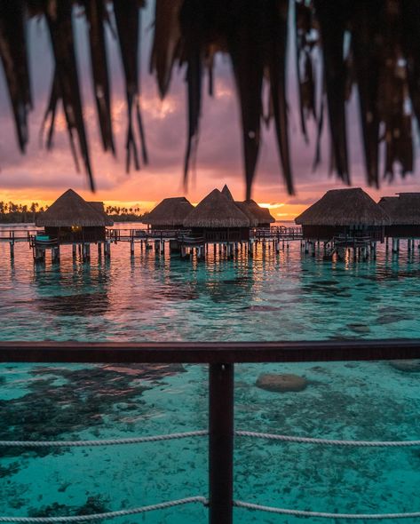 A few photos from our recent stay at Sofitel Kia Ora Moorea Beach Resort. It was so cool to slow down for a few nights and just enjoy the resort life. The weather did not always cooperate but overall it was a great experience. ❓Have you ever stayed at an overwater bungalow? Here are a few interesting facts about the hotel: - There are 114 bungalows at the resort, including 38 overwater bungalows built on stilts over the lagoon. Some overwater bungalows have glass floor panels to view marin... Bungalow Over Water Resorts, Floor Panels, Water Bungalow, Book Collage, Ocean Resort, Overwater Bungalows, Glass Floor, Stilts, Beach Resort