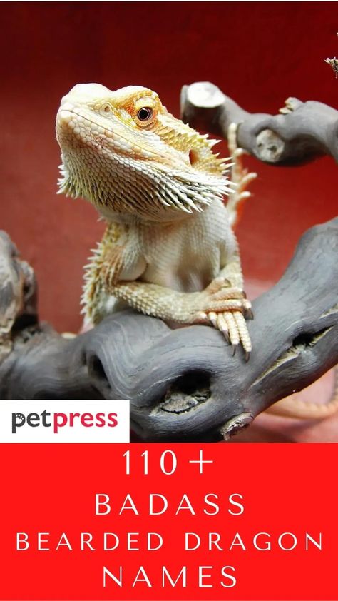 Naming your bearded dragon is a fun process, but it can also be difficult. You want to find a name that suits your little badass, and there are many factors to consider. Check out our list of the top badass bearded dragon names! Bearded Dragon Names Male, Female Bearded Dragon Names, Names For Bearded Dragons, Bearded Dragon Names Ideas, Dragon Names Ideas, Female Pet Names, Bearded Dragon Names, Lizard Names, Red Bearded Dragon