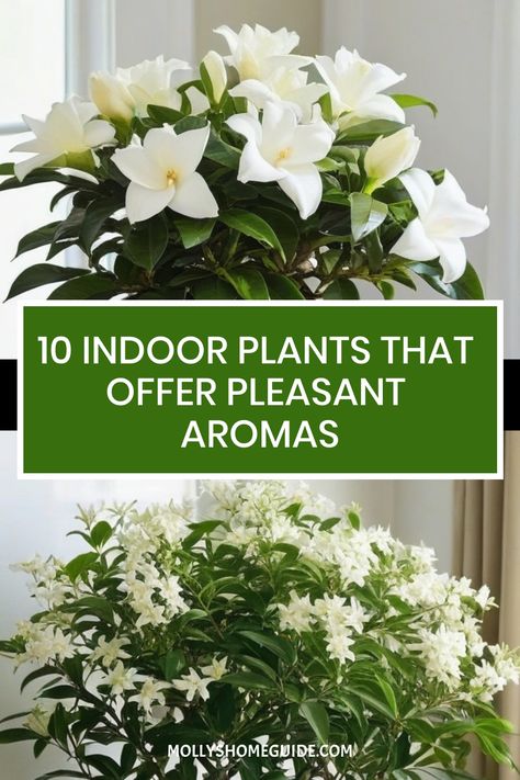 Looking to add a pleasant aroma to your home? Discover a variety of fragrant indoor plants that will make your space smell amazing. From herbs like lavender and rosemary to classic favorites like jasmine and gardenia, these scent-sational plants will enhance the atmosphere in every room. Whether you prefer subtle, natural scents or strong floral aromas, there are plenty of options to choose from. Apartment Flowers Indoor Plants, Indoor Plants Spiritual Meaning, Smell Good Plants, Weeping Jasmine Plant, Blooming House Plants, Gardenia Plant Indoor, Gardenia Indoor, Fragrant Indoor Plants, Indoor Jasmine Plant