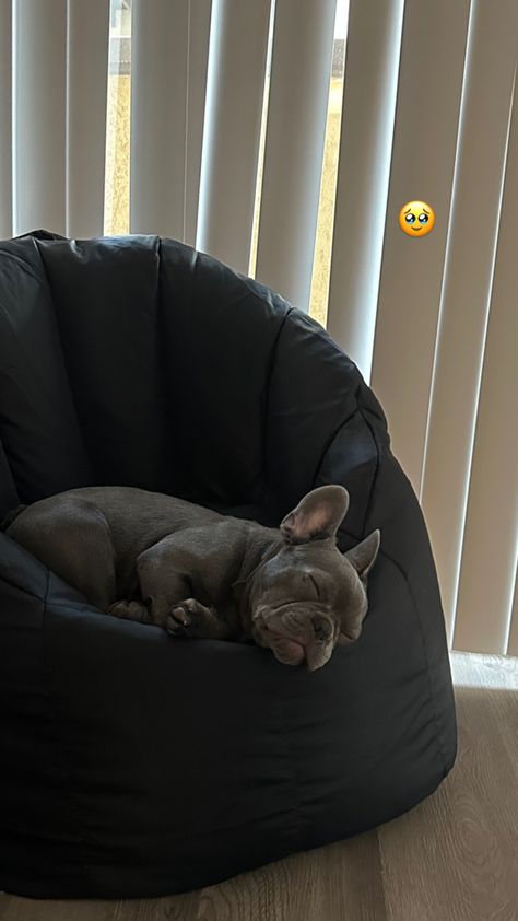 Frenchie Dog, Dog Sleeping, Frenchies Puppies, Frenchie Aesthetic, Frenchie Puppy Aesthetic, Aesthetic French Bulldog, Frenchie Photography, Bull Dogs Frances, French Bulldog Photography