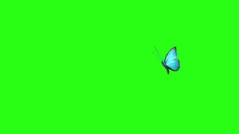 Gacha Butterfly Green Screen, Butterfly Green Screen, Green Video, Butterfly Flying, Flying Butterfly, Butterflies Flying, Club Outfit Ideas, Chroma Key, Free Stock Video