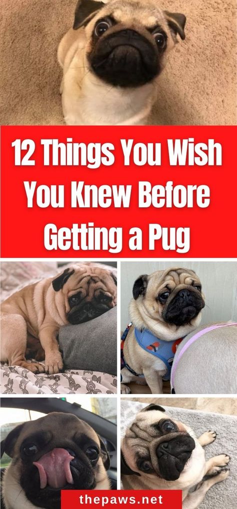 If you are a pug parent, you'll surely relate to these 12 things you wish you knew. But if you are still planning, this might be helpful! Teacup Pug Puppies, Pug Puppy Care, Baby Pugs Puppies, Pug Aesthetics, Pug Training, Funny Talking Dog, Pug Facts, Pug Pics, Teacup Pug