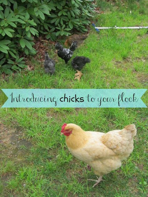 Baby Chicks Raising, Chicken Incubator, Meat Birds, Homestead Animals, Urban Chickens, How To Raise Chickens, Chicken Life, Backyard Farm, Chickens And Ducks