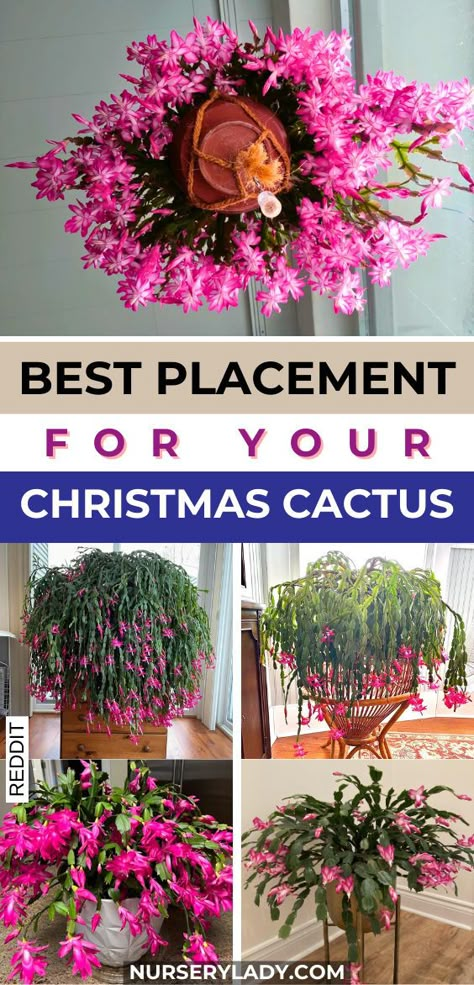 "Discover the best placement for your Christmas Cactus to thrive! Learn essential Christmas Cactus care tips, including optimal light and humidity conditions. Whether you have a Christmas Cactus plant, Easter Cactus, or Thanksgiving Cactus, find out how to enhance their beauty. Explore techniques for Christmas Cactus propagation and ensure your holiday cactus blooms beautifully each season. Perfect for plant lovers looking to elevate their cactus care routine!" Propagating Christmas Cactus, Propagation Methods, Cactus Propagation, Christmas Cactus Flower, Mistletoe Cactus, Christmas Cactus Propagation, Cactus Centerpiece, Christmas Cactus Care, Christmas Cactus Plant