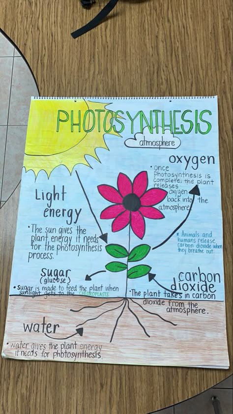 Science Fourth Grade, Grade 9 Notes Science, Photosynthesis Poster Ideas, Photosynthesis Coloring Page, Grade 6 Science Notes, Notes For Grade 9 Science, Photosynthesis Anchor Chart, Plants Anchor Chart, Biology Chart Ideas