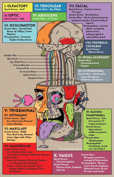 Anatomy Notes, Learn Biology, Medical Sign, Clinical Chemistry, Medical Notes, Medical School Life, Nursing School Motivation, Basic Anatomy And Physiology, Nurse Study Notes