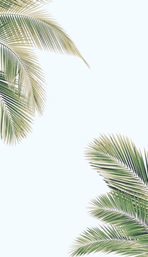 Palm Trees Wallpaper, Tumblr Backgrounds, 카드 디자인, Wallpaper Gallery, Wallpaper Tumblr, Tree Wallpaper, Iphone Backgrounds, Wallpaper For Your Phone, Tumblr Wallpaper