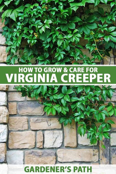 Creeping Virginia Vine, Virginia Creeper Pergola, Vine Covered Fence, Virginia Creeper On House, Growing Vines On Fence, Virginia Creeper Trellis, Virginia Creeper Fence, Ivy Fence Ideas, Vines For Fences