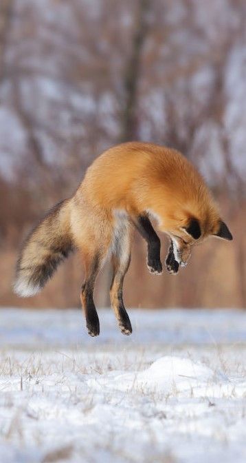 Fox Jumping, Fox In Snow, Jumping Fox, Fox Trot, Fox Artwork, Fox Pictures, Foxes Photography, Fox Hunting, Reference Pictures