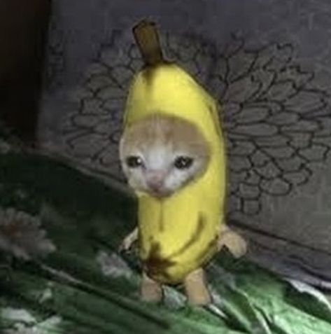 banana cat Food Cat Pfp, Banana Cat Crying, Chiquita Banana, Banana Cat, Cat Crying, Food Cat, Cat Pfp, Lifestyle, Music