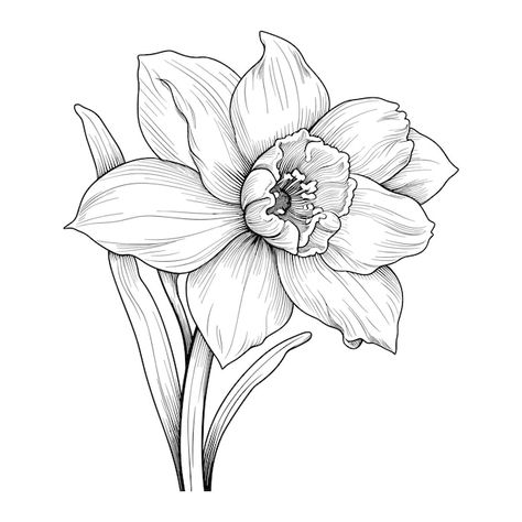 Hand drawn sketch daffodil flower illust... | Premium Vector #Freepik #vector #background #flower #flower-garden #style Flower Drawing Daffodil, Daffodil Stencil, Dafodill Flowers Drawing, Daffodil Line Drawing, Flower Illust, Daffodil Drawing, Daffodil Flower Tattoos, Daffodil Art, Flower Tattoo Stencils