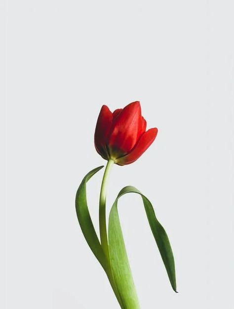 Free stock photo from Kulbir · Pexels Red Tulips Photography, Tulip Photography, Simple White Background, Tulip Drawing, Botanical Watercolor, Red Tulips, Small Pictures, Birthday Printables, African Violets