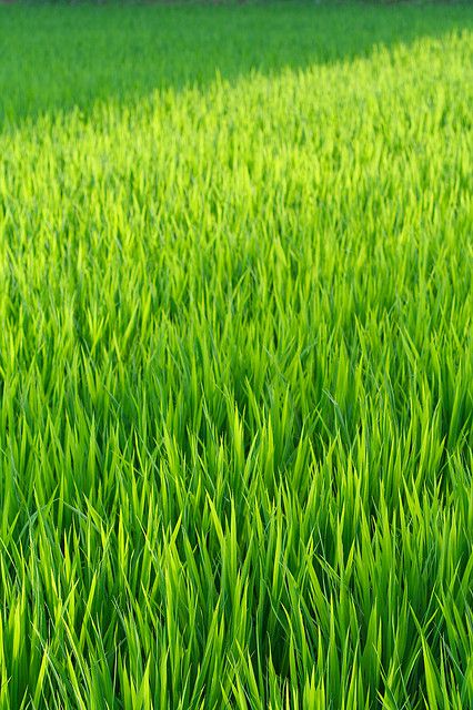 Flowing Green Rice | Flickr - Photo Sharing! Ed Wallpaper, Different Pictures, Green Rice, Green Collection, Simple Green, Green Nature, World Of Color, Green Grass, Green Aesthetic