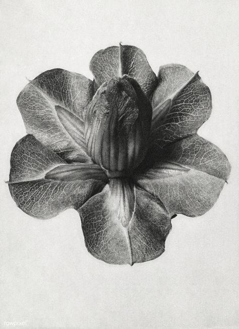 Cobaea Scandens (Cup and Saucer Vine) enlarged 4 times | premium image by rawpixel.com / eyeeyeview Natural Form Art, Karl Blossfeldt, Ivy Plants, Plant Photography, Natural Forms, White Photo, Flower Photos, Design Graphique, Book Photography