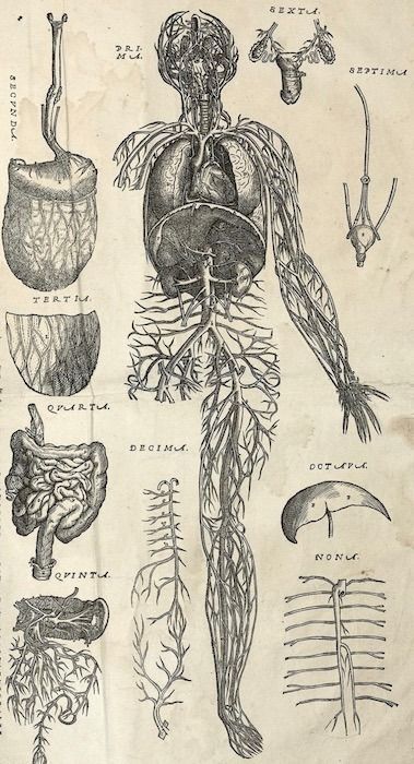 Andreas Vesalius, Stary Papier, Medical Drawings, Human Anatomy Art, Anatomy Sketches, Medical Anatomy, Vintage Medical, Body Features, Medical Art