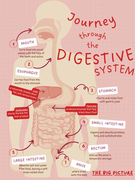 This diagram describes the basic organs of the digestive system. Biology Digestive System, Alimentary Canal Diagram, Digestive System Notes, Digestive System Poster, Body Organs Diagram, Doctor Study, Digestive System Diagram, Teeth Diagram, Digestive System Anatomy