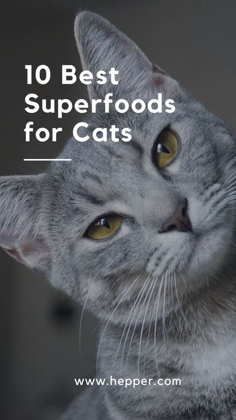 Natural Cat Food Recipes, Best Food For Cats, Human Food For Cats, Raw Cat Food Diet, Antique Knowledge, Homemade Cat Food, Colorful Hairstyles, Cat Diet, Cat Nutrition