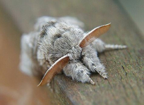 Pale Tussoc moth Devon Core, Venezuelan Poodle Moth, Fluffy Moths, Cute Moths, Poodle Moth, Rosy Maple Moth, Cute Moth, Cute Bugs, Cool Insects