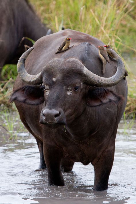 Buffalo Animal, African Buffalo, Tattoo Nature, Dangerous Animals, Water Buffalo, African Wildlife, Animal Sketches, African Animals, African Safari