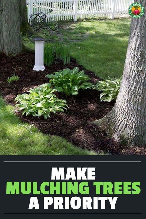 Large Mulch Bed Around Tree, Rock Landscaping Around Trees, Landscaping Between Two Trees, Black Mulch Around Tree, Mulch Under Trees, Mulch Around Trees Landscaping Ideas, Tree Mulch Ideas, Landscaping Between Trees, How To Mulch Around Trees