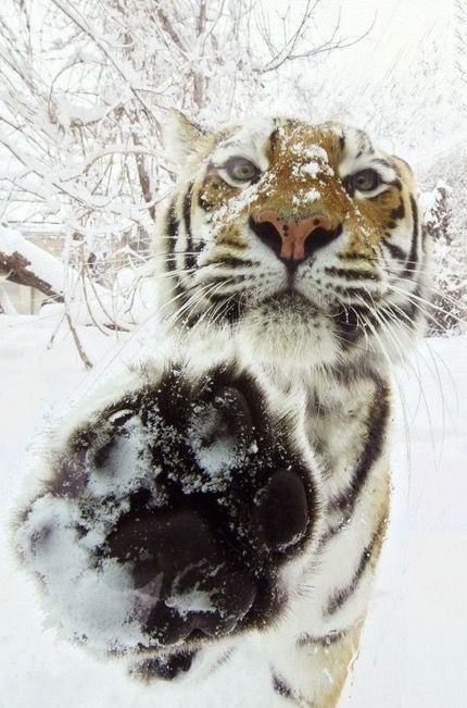 Tiger In The Snow, Cats Being Silly, World Wildlife Day, Shere Khan, Hidden Language, Winter Board, Wildlife Day, Christmas Animals, Big Cats