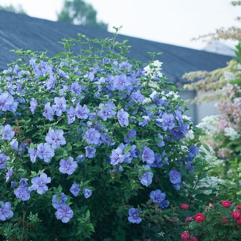 Hibiscus BLUE CHIFFON - Buy Rose of Sharon Shrubs Online Rose Of Sharon Tree, Rose Bushes Landscape Front Yards, Rose Bushes Landscape, Hibiscus Shrub, Mulberry House, Mahone Bay, Garden Backdrops, Rose Bushes, Blue Hibiscus