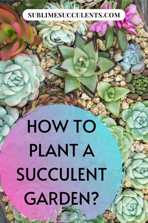 Putting together a succulent garden is a worthwhile project. Sublime Succulents is here to show you how it’s done. There are some choices to be made throughout the process. Don’t get stressed over making the right decision because no matter what you do you will be pleased with the results. We will show you how to design the garden. You will see the array of cactus that are available to choose for planting. Then we will take you through planting the succulents in optimal conditions. Read more... Multiplier Des Plantes Grasses, Succulents Ideas, Succulent Rock Garden, Succulent Garden Landscape, Succulent Landscape Design, Succulent Garden Design, Succulent Landscaping, Garden Ideas Cheap, Succulent Garden Diy