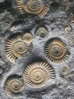 Spirals In Nature, Rocks And Fossils, Smithsonian Museum, Crop Circles, Rocks And Gems, Natural Forms, Gems And Minerals, Patterns In Nature, Nautilus